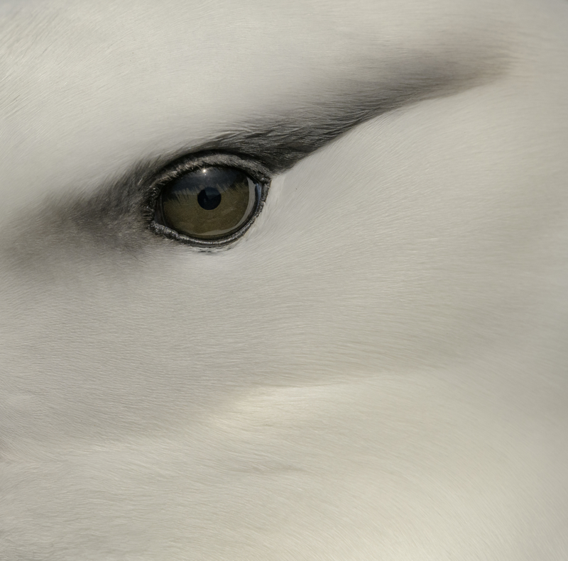 Black-browed albatross. Nikon D850 with Nikon 70-200mm f/2.8E FL ED AF-S VR lens; 1/4000 second at f/8.0; ISO 400